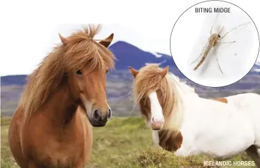  ??  ?? ICELANDIC HORSES BITING MIDGE