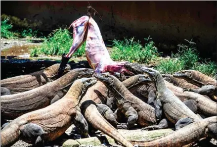  ?? AFP ?? A group of Komodo dragons are fed in the Surabaya zoo in Surabaya, East Java in March .