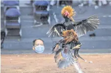  ?? — AFP file photo ?? Photo shows roosters squaring off during a cockfight at the World Slasher Cup 2022 in Manila.