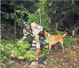  ?? ÓSCAR CUELLO ?? El Comando Sur llevó perros entrenados en búsqueda de personas tras un tsunami.