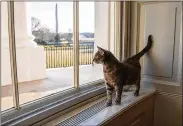  ?? ERIN SCOTT/ AP ?? Willow, the Biden family’s new pet cat, wanders around the White House on Wednesday.