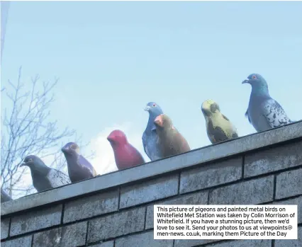  ??  ?? This picture of pigeons and painted metal birds on Whitefield Met Station was taken by Colin Morrison of Whitefield. If you have a stunning picture, then we’d love to see it. Send your photos to us at viewpoints@ men-news. co.uk, marking them Picture of the Day