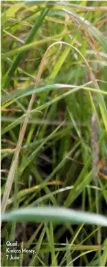  ??  ?? Quail , Kinloss Moray, 7 June