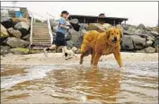  ?? Christina House Los Angeles Times ?? A LETTER on dogs urinating in public drew sharp responses. Above, dogs play off-leash in Malibu.