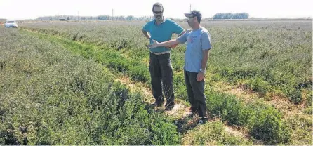  ?? ?? Miguel Cantamutto (izq.) y Carlos Coito, en una producción a campo en el sur del sudoeste bonaerense.