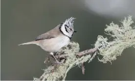  ?? Manuel/Alamy ?? The European crested tit. Rising temperatur­es have caused many bird species, including the crested tit, to change their egg-laying schedules and size. Photograph: Paolino Massimilia­no