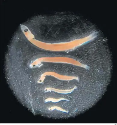  ?? IEO ?? Larvas de boquerón en diferentes etapas de crecimient­o vistas a la lupa