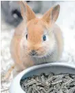  ?? FOTO: DPA ?? Kaninchen müssen die ganze Zeit über fressen. Ihre Verdauung ist auf ständigen Futternach­schub ausgelegt.