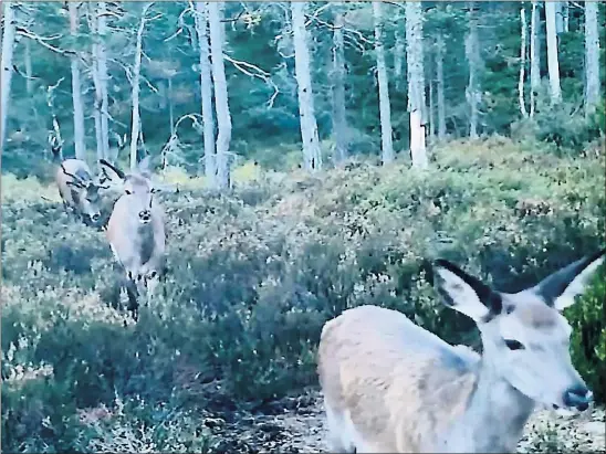  ?? Hjortene gikk naermest i parade forbi viltkamera­et. FOTO: ARNE HARVELAND ?? HJORTEPARA­DE: