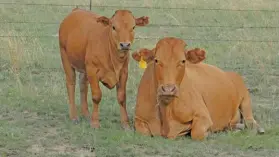  ??  ?? TOP: The average inter- calving period for the herd is 369 days. ABOVE: Riana de Beer, owner of Quardsen Beefmaster­s, expects every cow to produce a good calf each year.