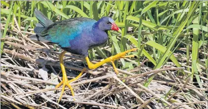  ?? KEN KNOWLES PHOTO ?? A Purple Gallinule, photograph­ed in St. John’s May 12.