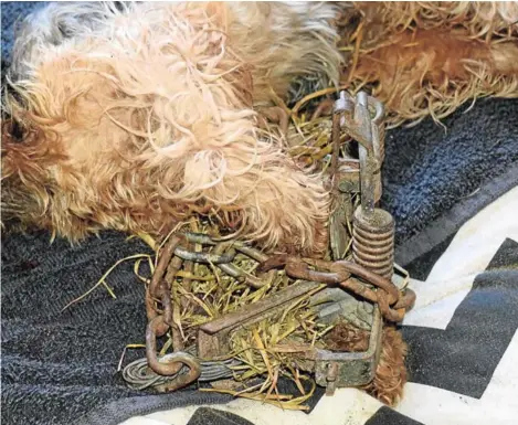  ?? Picture: ROB KNOWLES ?? DEATH TRAP: Peanut, the 18-month old pocket Yorkie, was caught in an illegal metal trap in the early hours of Tuesday morning and died a few hours later as a result of shock and his injuries