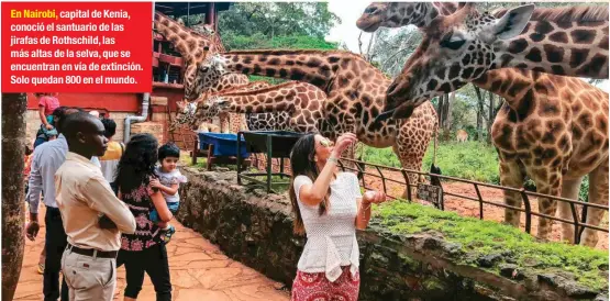  ??  ?? En Nairobi, capital de Kenia, conoció el santuario de las jirafas de Rothschild, las más altas de la selva, que se encuentran en vía de extinción. Solo quedan 800 en el mundo.