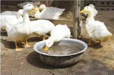  ??  ?? Offer fresh, clean water throughout the day. It is essential to duck digestion.