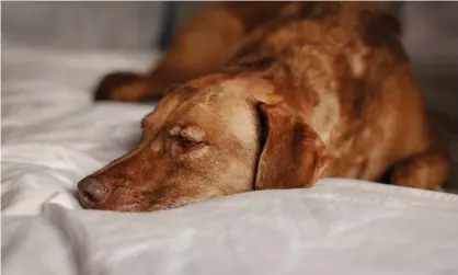  ?? Photograph: Anna Kraynova/Getty Images/EyeEm ?? The research found that 86% of owners said their surviving dogs had shown behavioura­l changes after the death of another canine in the household.