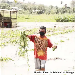  ?? ?? Flooded Farm in Trinidad & Tobago