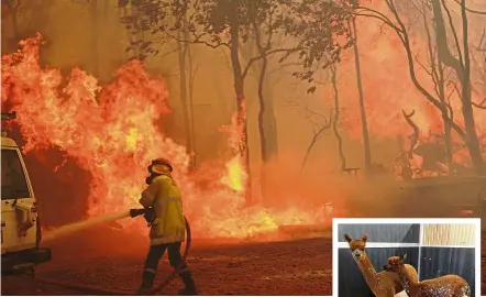  ??  ?? Dangerous blaze: A firefighte­r hosing down flames outside Wooroloo, Perth. (Inset) A pair of alpacas seeking shelter in a barn after they were evacuated from their property when it was threatened by fires. — AFP