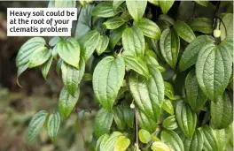  ??  ?? Heavy soil could be at the root of your clematis problem