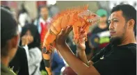  ?? AHMAD KHUSAINI/JAWA POS ?? HARUS SEHAT: Sandika Abi mengamati iguana merah peserta Iguana Day 2018 di Kaza City Mall kemarin.