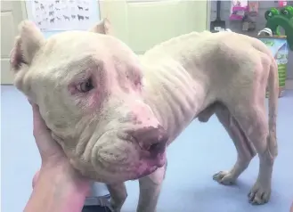  ?? Courtesy Dubai Animal Welfare Society ?? Certain breeds used for illegal fighting, such as this pitbull found in Jumeirah, are being abandoned after they have served their purpose and are no longer strong enough to win bouts.