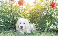  ?? DREAMSTIME ?? Beware of spring allergies. Blooming plants, grasses and flowers can trigger seasonal allergies in dogs.