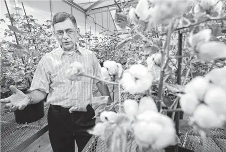  ?? Photos by Melissa Phillip / Staff photograph­er ?? Keerti S. Rathore, lead researcher with the Institute for Plant Genomics and Biotechnol­ogy at Texas A&amp;M AgriLife, talks about how the protein in cottonseed could help feed the world. Research began in the 1990s to expand the seed’s use beyond cattle feed.