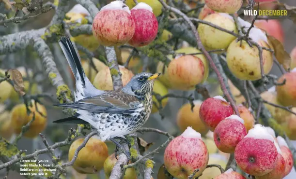  ??  ?? Listen out: you’re more likely to hear a fieldfare in an orchard before you see it.