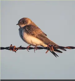  ?? ?? Hirundines such as Sand Martin have two fovea, which see four different areas, helping to target aerial prey while on the wing.