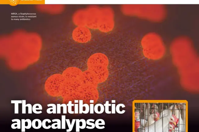  ??  ?? MRSA, a Staphyloco­ccus aureus strain, is resistant to many antibiotic­s