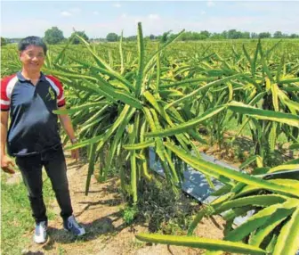  ??  ?? Garcia and dragon fruit as far as the eye can see.