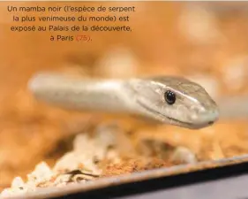  ??  ?? Un mamba noir (l’espèce de serpent la plus venimeuse du monde) est exposé au Palais de la découverte,à Paris (75).