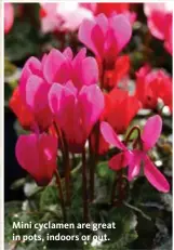  ??  ?? Mini cyclamen are great in pots, indoors or out.