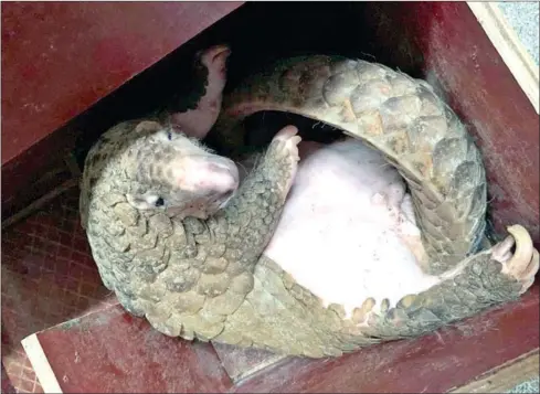  ?? CHINA DAILY ?? A male pangolin at the Pangolin Research Base for Artificial Rescue and Conservati­on Breeding in Nanning, Guangxi Zhuang autonomous region, China.