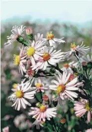  ??  ?? Smooth aster. (Wildflower­Farm.com)