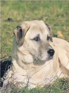  ?? FOTO: DPA ?? Kangals kommen ursprüngli­ch aus der Türkei. Die Tiere sind vor allem Herdenschu­tzhunde, das heißt, sie schützen Schafe vor Wölfen.