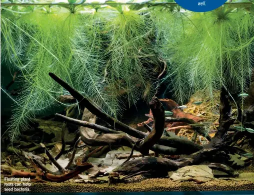  ?? ?? Floating plant roots can help seed bacteria.