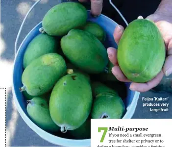  ??  ?? Feijoa ‘Kaiteri’ produces very large fruit