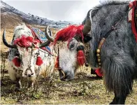  ??  ?? leftThis Oct. 23, 2017, photo shows yaks entered in the best yak contest at the Laya Royal Highlander Festival.