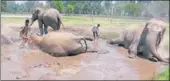  ?? HT PHOTO ?? Elephants wallowing at Chhatbir Zoo on Tuesday.