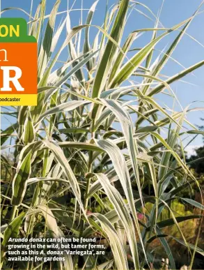  ?? A. donax ?? Arundo donax can often be found growing in the wild, but tamer forms, such as this ‘Variegata’, are available for gardens