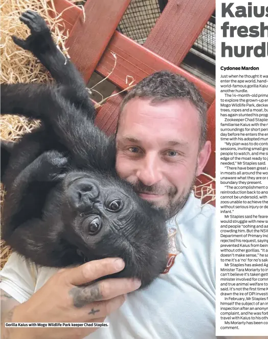  ?? ?? Gorilla Kaius with Mogo Wildlife Park keeper Chad Staples.