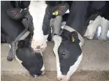  ??  ?? COWS eat before being milked in Cambridge, Wisconsin. President Donald J. Trump today tweeted “Canada has made business for our dairy farmers in Wisconsin and other border states very difficult. We will not stand for this.”