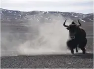  ?? NYIMA / CHINA DAILY PHOTOS BY PALDEN ?? A wild yak in Tsonyi county, the Tibet autonomous region.