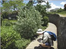  ?? KIM STARR photo ?? Maui Invasive Species Committee early detection specialist Forest Starr investigat­es a seabird burrow alongside a Wailea sidewalk. Early detection — finding invasive species before they are widespread — is critical to getting rid of them. By taking a few minutes to learn about a plant, bird, or insect in your own backyard, you can contribute to conservati­on efforts.