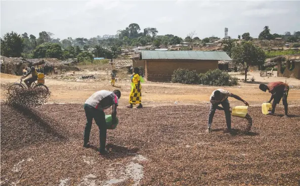  ?? PHOTOS: SALWAN GEORGES/FOR THE WASHINGTON POST ?? Workers gather dried cocoa beans outside a co-operative facility in the village of Gloplou in Ivory Coast.