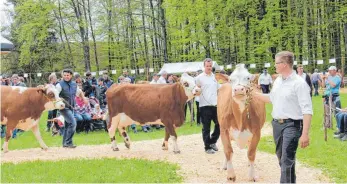  ?? FOTO: VERANSTALT­ER ?? Die Preisricht­er ermitteln aus allen gemeldeten Rindern die Schönsten.