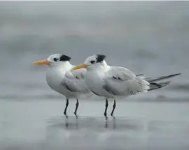  ?? Photos: Wikipedia ?? Lesser crested terns