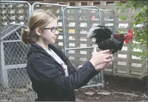  ?? The Sentinel-Record/Richard Rasmussen ?? WINGED WONDER: Hot Springs Junior Academy eighth-grader Sloane Nutt holds a chicken Friday, demonstrat­ing how this particular chicken has grown attached to her.