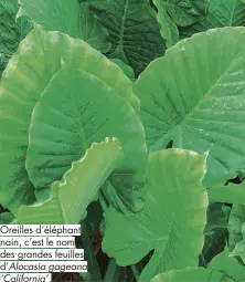  ??  ?? Oreilles d’éléphant nain, c’est le nom des grandes feuilles d’Alocasia gageana ‘California’.