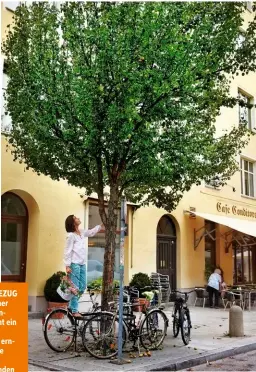  ??  ?? AUF BEUTEZUG Im Münchner Dreimühlen‑ viertel steht ein Birnbaum, den keiner ern‑ ten will. Die Mirabellen (rechts) fanden wir über „mundraub“in einem Privat‑ garten – zum Verschenke­n.